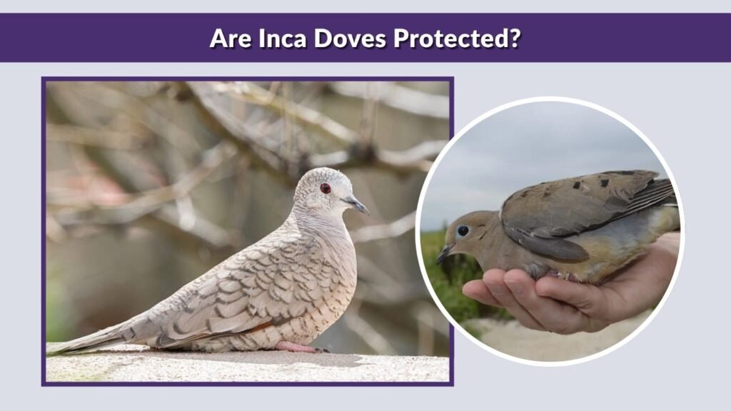 Are Inca Doves Protected?