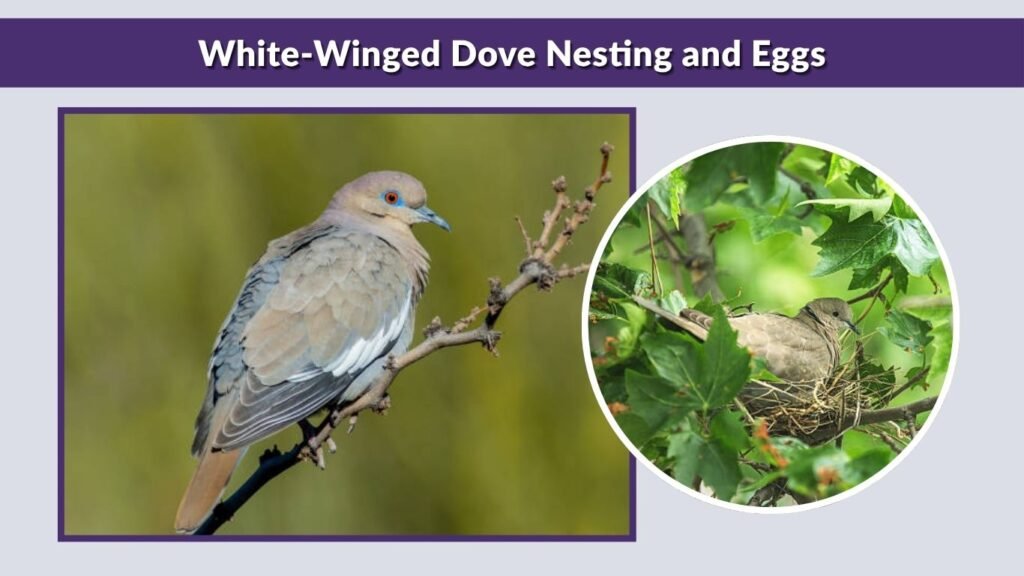 White-Winged Dove Nesting and Eggs