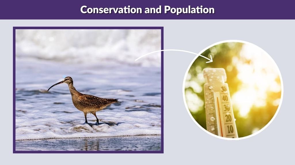 Conservation and Population