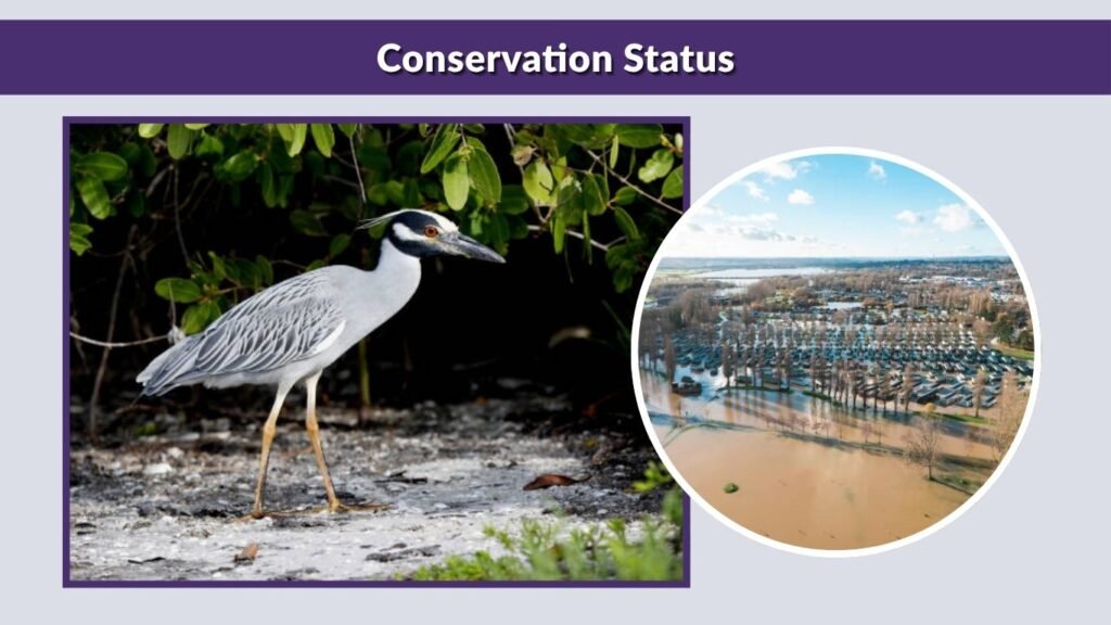 Conservation Status