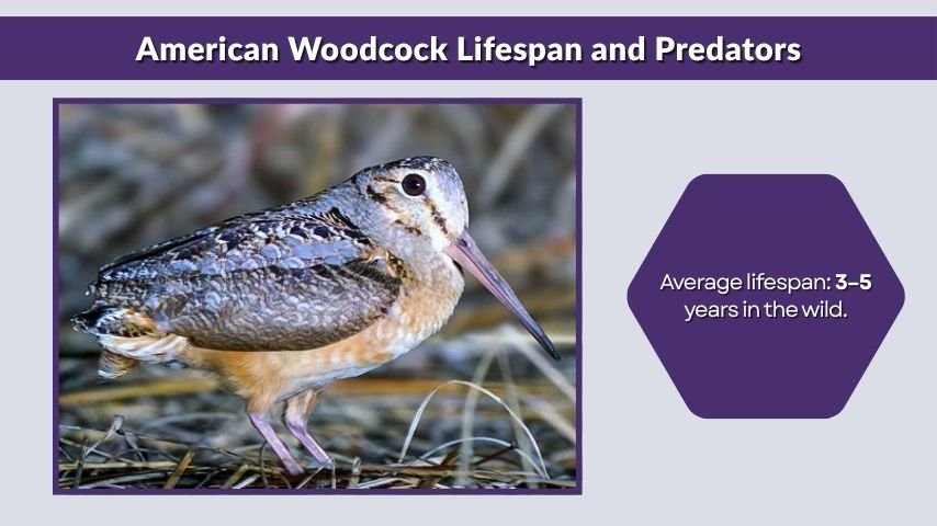 American Woodcock Lifespan and Predators