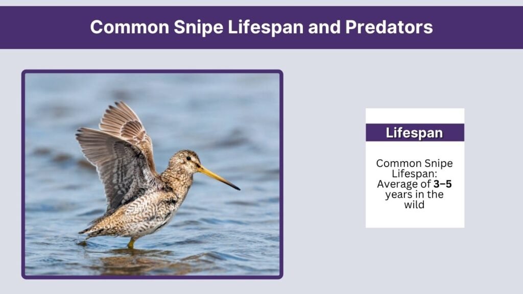 Common Snipe Lifespan and Predators
