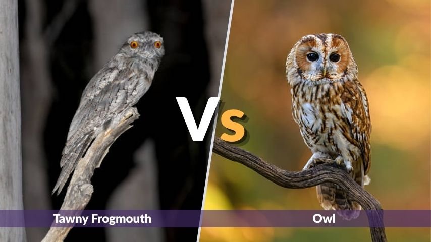 Tawny Frogmouth vs Owl