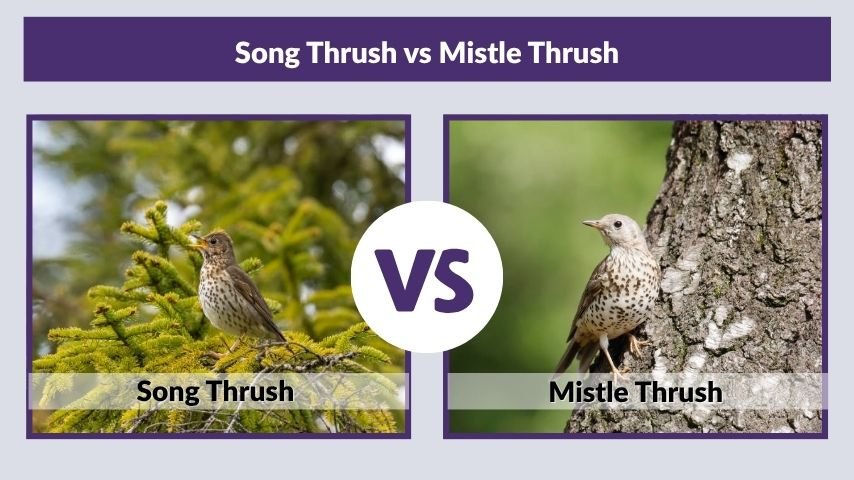 Song Thrush vs Mistle Thrush