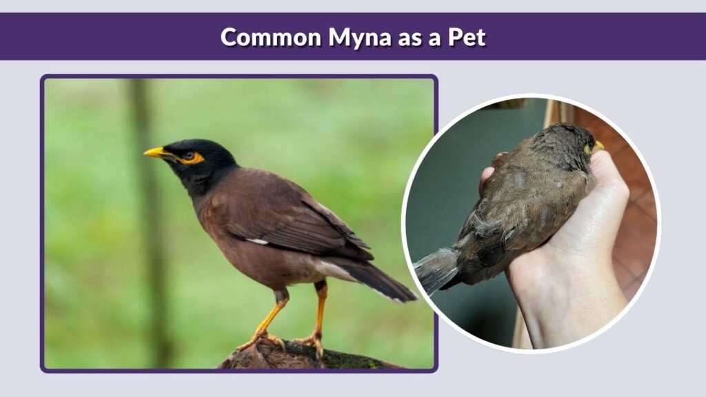 Common Myna as a Pet