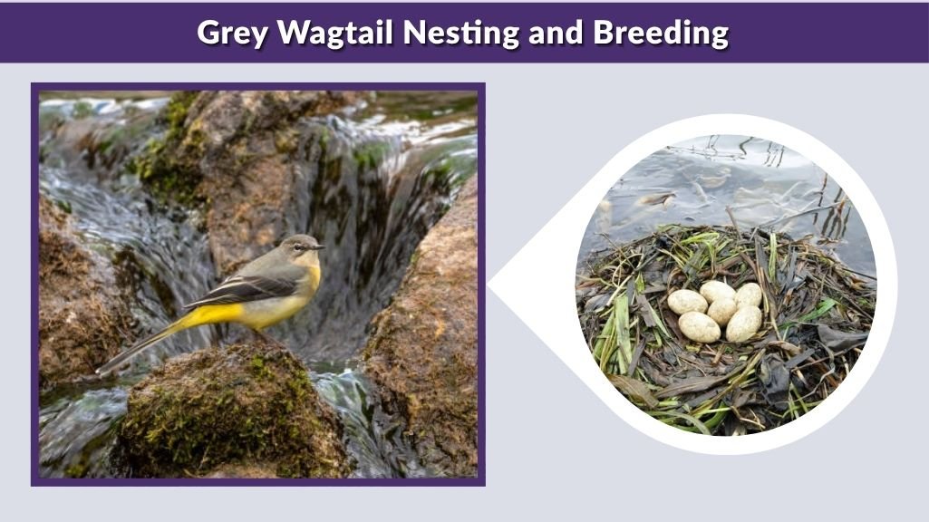 Grey Wagtail Nesting and Breeding