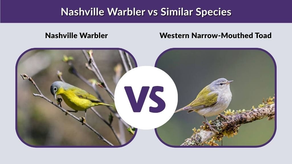 Nashville Warbler vs Similar Species