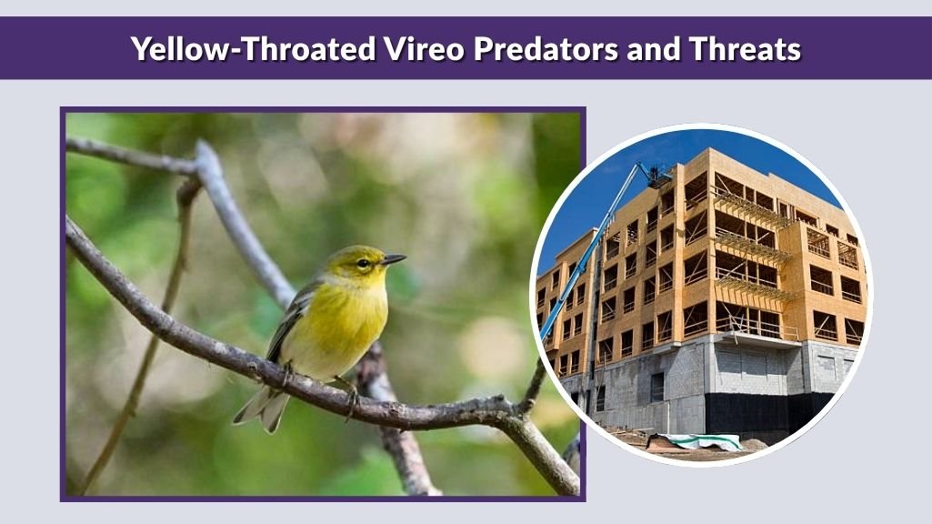 Yellow-Throated Vireo Predators and Threats