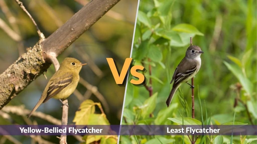 Yellow-Bellied Flycatcher vs Least Flycatcher