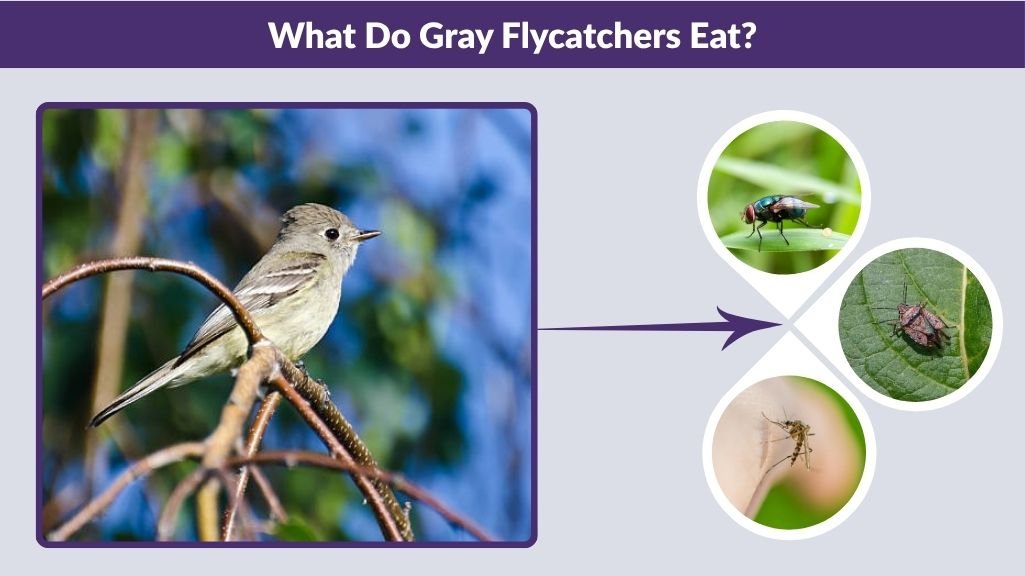 What Do Gray Flycatchers Eat?
