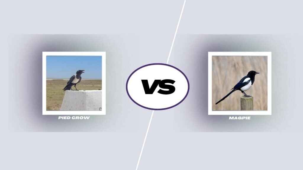 Pied Crow vs Other Birds