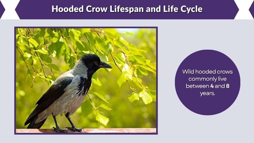 Hooded Crow Lifespan and Life Cycle