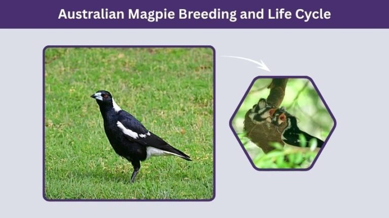 Magpie Reproduction Australian Magpie: Habitat, Diet, Nesting, Behavior & Facts