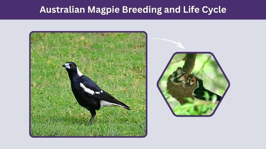 Australian Magpie Breeding and Life Cycle