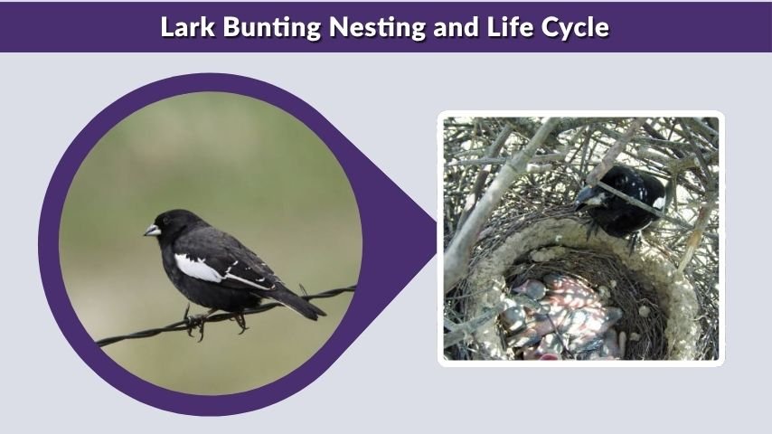Lark Bunting Nesting and Life Cycle