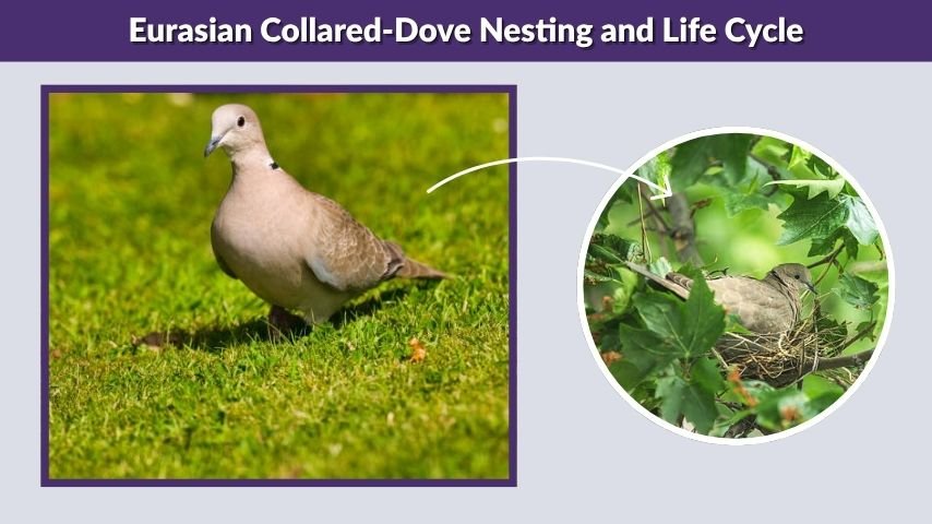 Eurasian Collared-Dove Nesting and Life Cycle