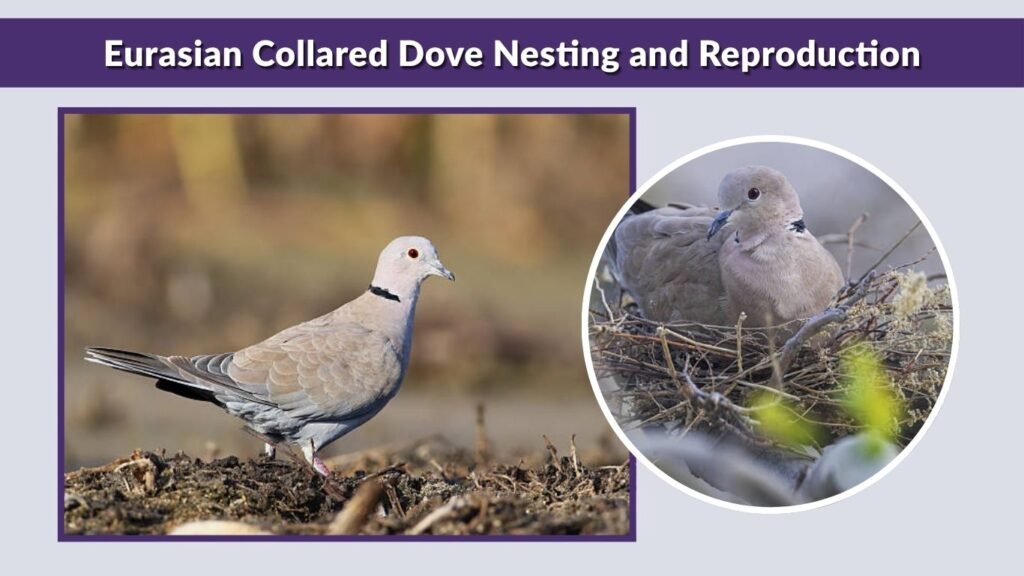 Eurasian Collared Dove Nesting and Reproduction