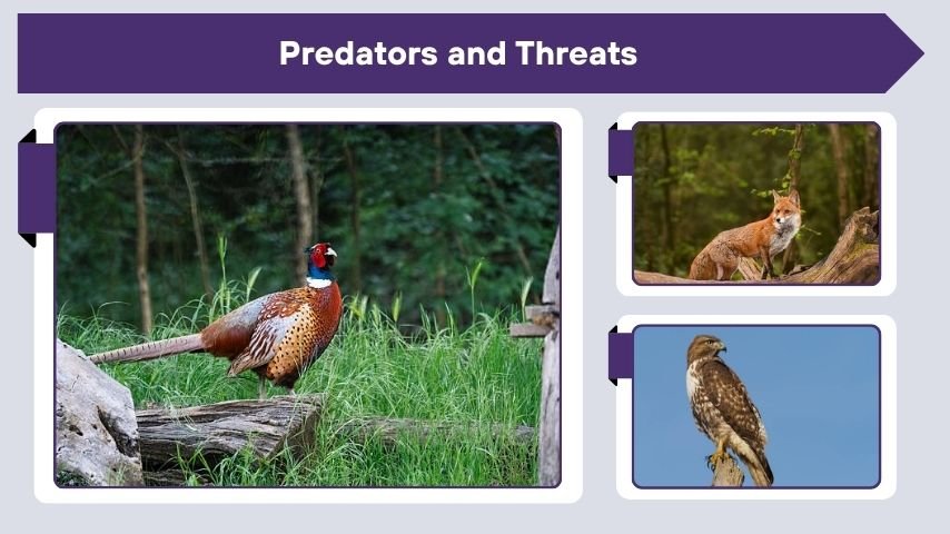 Predators and Threats