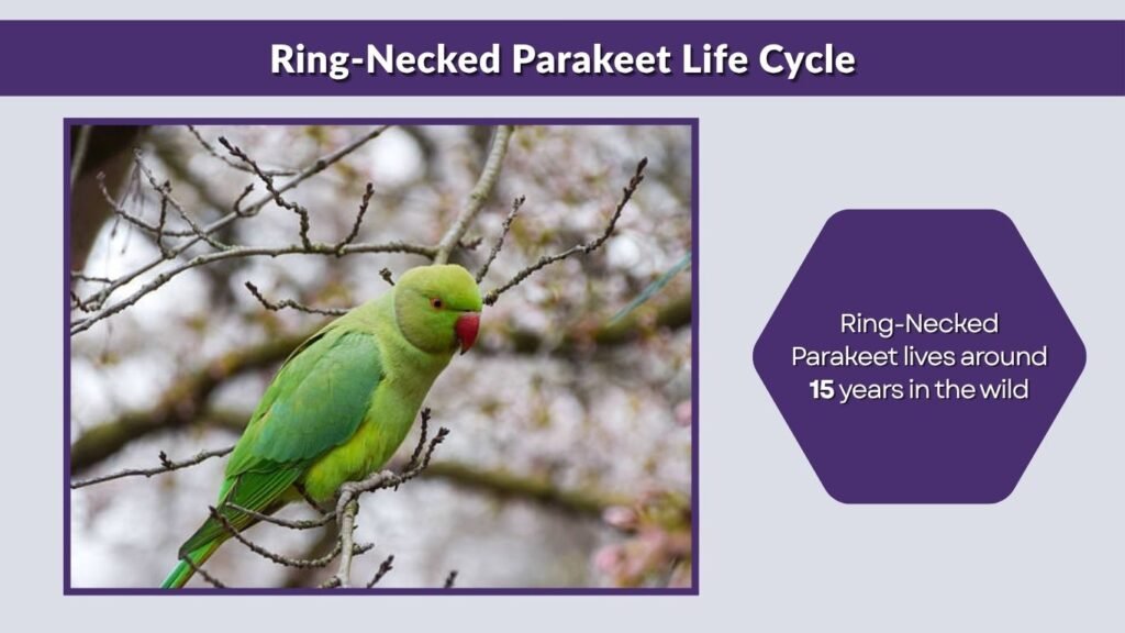 Ring-Necked Parakeet Life Cycle