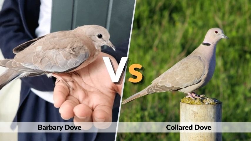 Barbary Dove vs Collared Dove