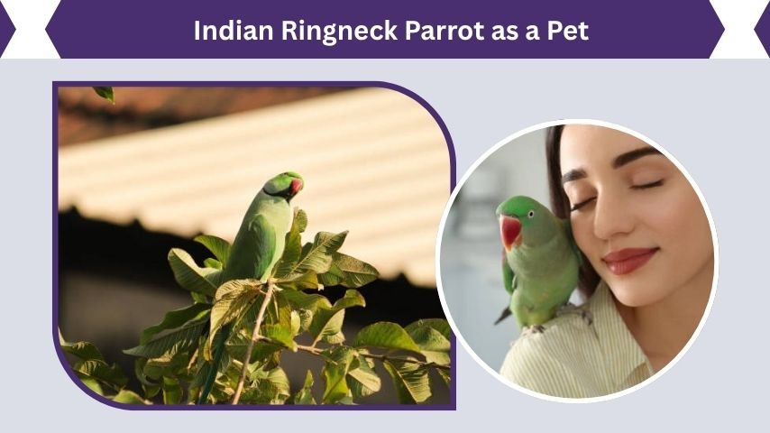Indian Ringneck Parrot as a Pet