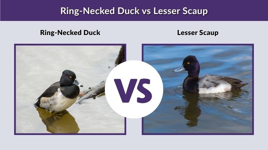 Ring-Necked Duck vs Lesser Scaup
