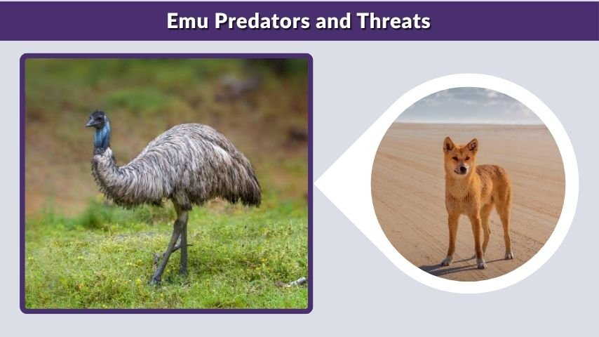 Emu Predators and Threats
