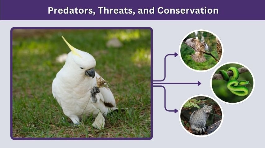 Predators, Threats, and Conservation