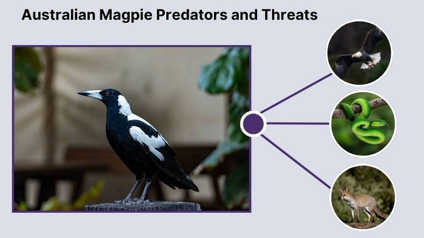 Australian Magpie Predators and Threats