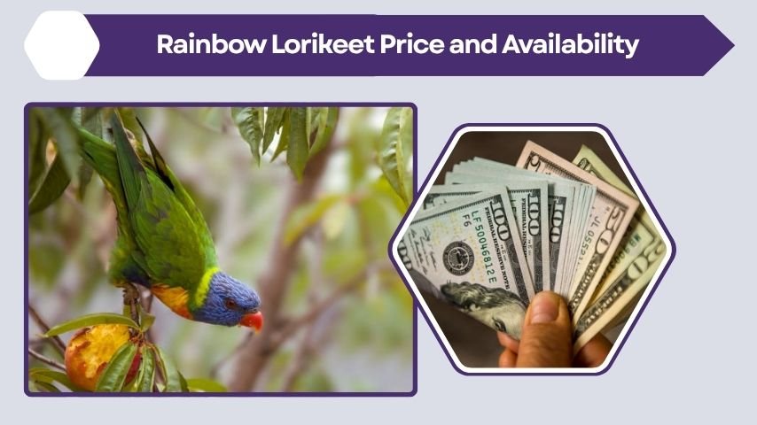 Rainbow Lorikeet Price and Availability