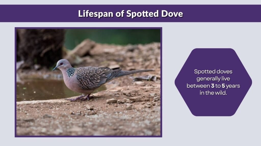 Lifespan of Spotted Dove