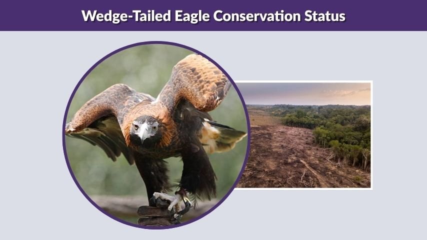 Wedge-Tailed Eagle Conservation Status