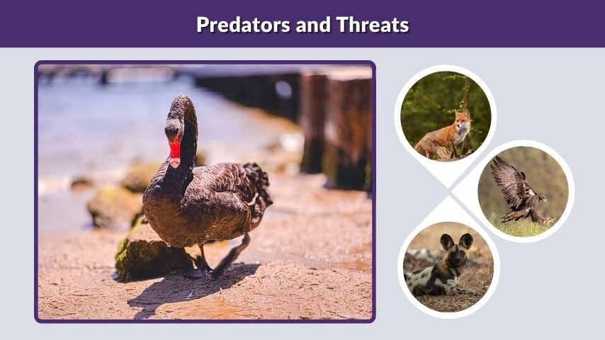 Predators and Threats