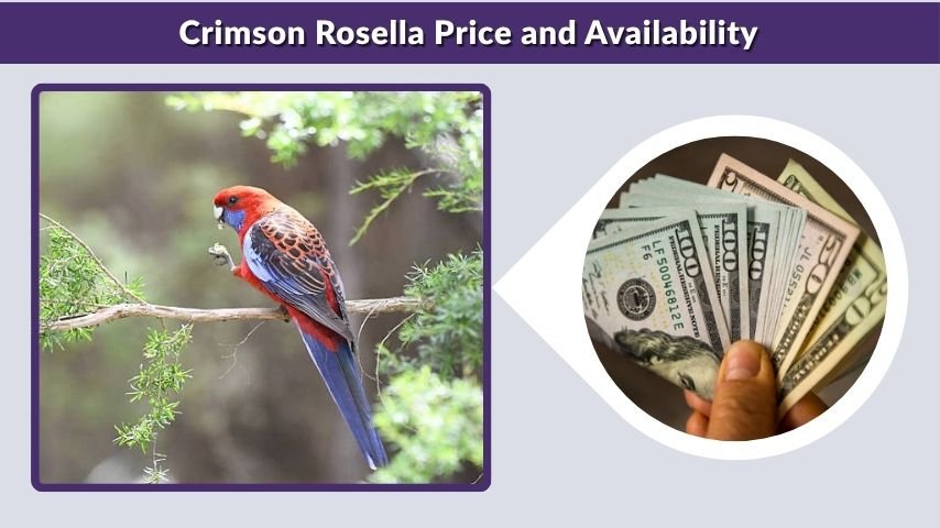 Crimson Rosella Price and Availability