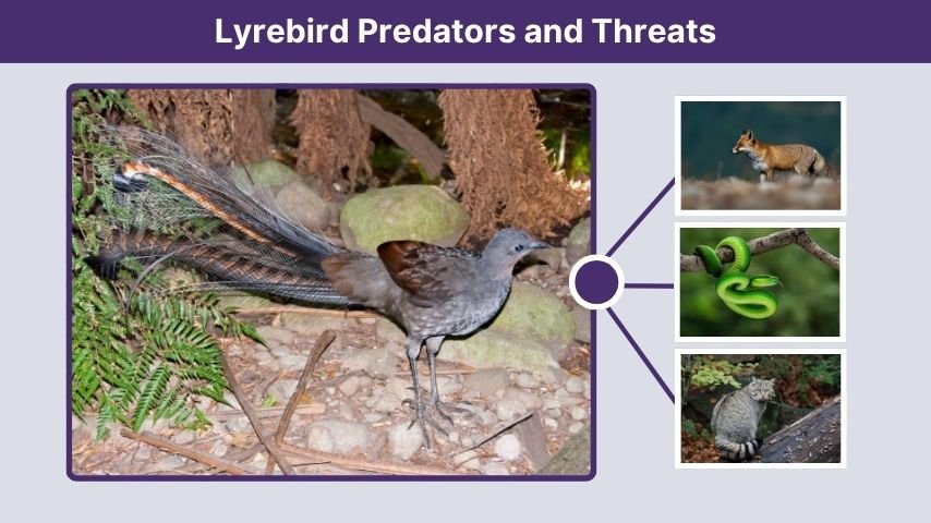 Lyrebird Predators and Threats