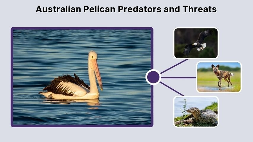Australian Pelican Predators and Threats