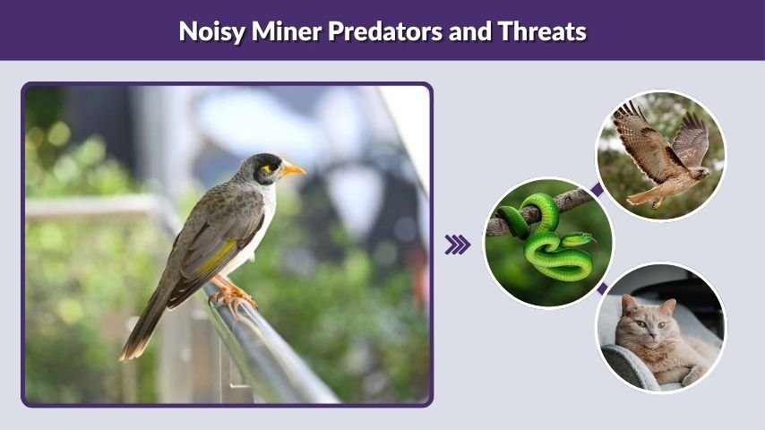 Noisy Miner Predators and Threats