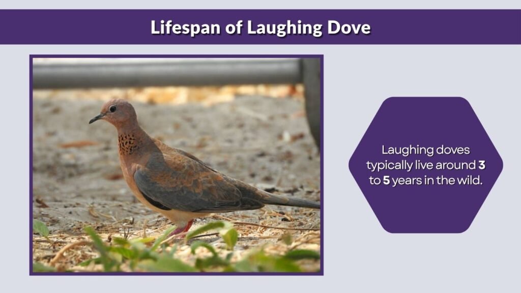 Lifespan of Laughing Dove