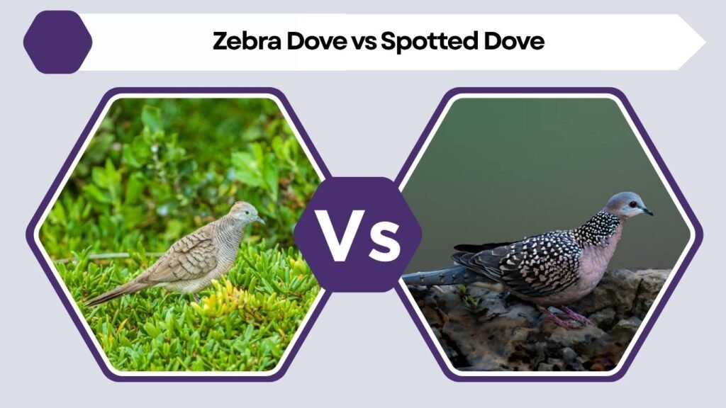 Zebra Dove vs Spotted Dove