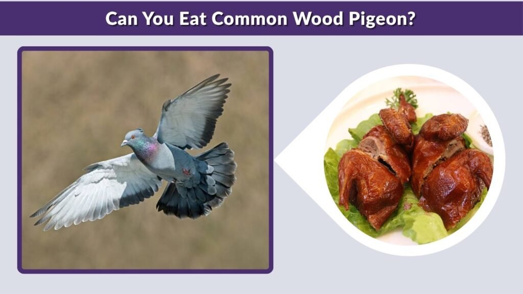 Can You Eat Common Wood Pigeon?