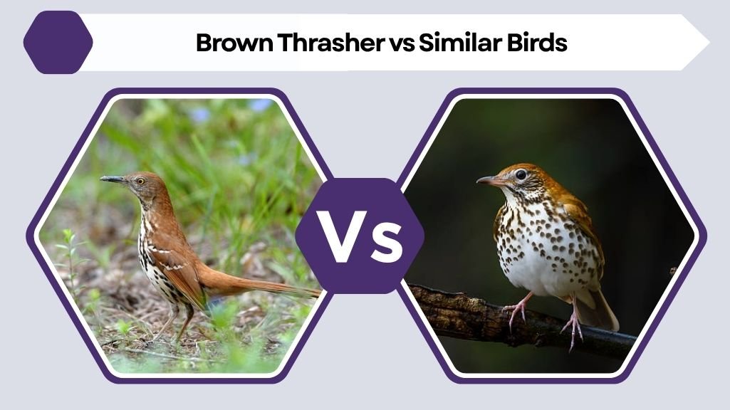 Brown Thrasher vs Similar Birds