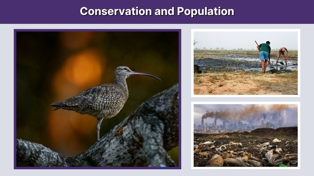 Conservation and Population