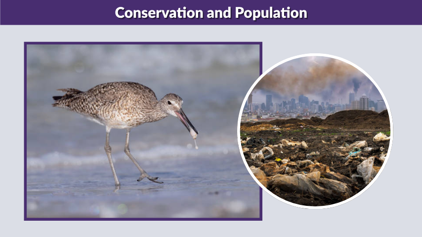 Conservation and Population