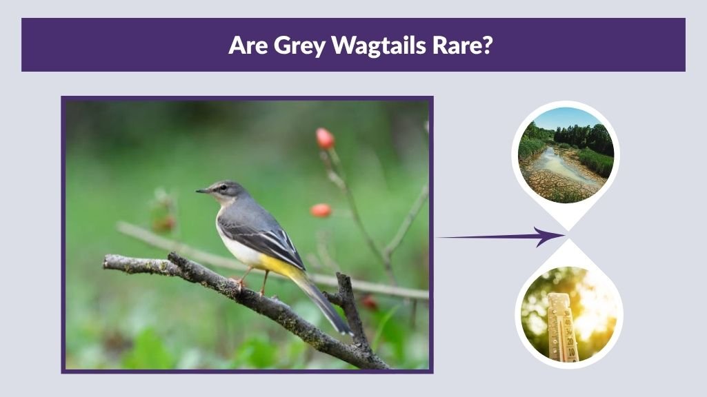 Are Grey Wagtails Rare?