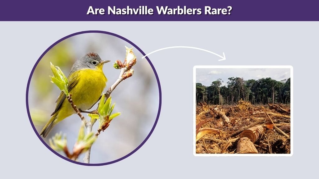Are Nashville Warblers Rare?