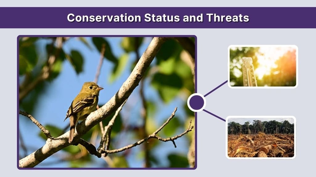 Conservation Status and Threats