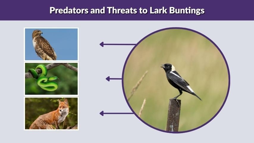 Predators and Threats to Lark Buntings