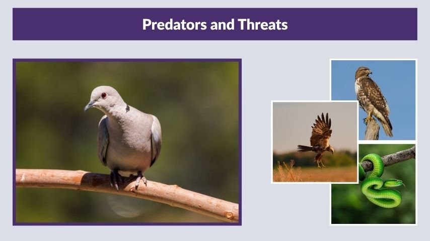 Predators and Threats