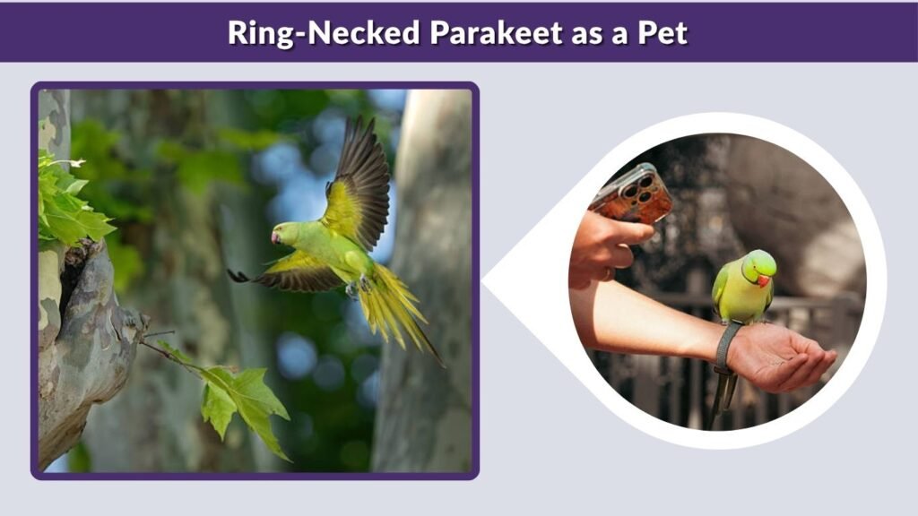 Ring-Necked Parakeet as a Pet