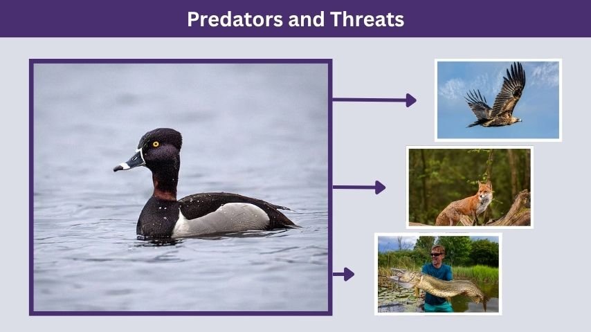 Predators and Threats